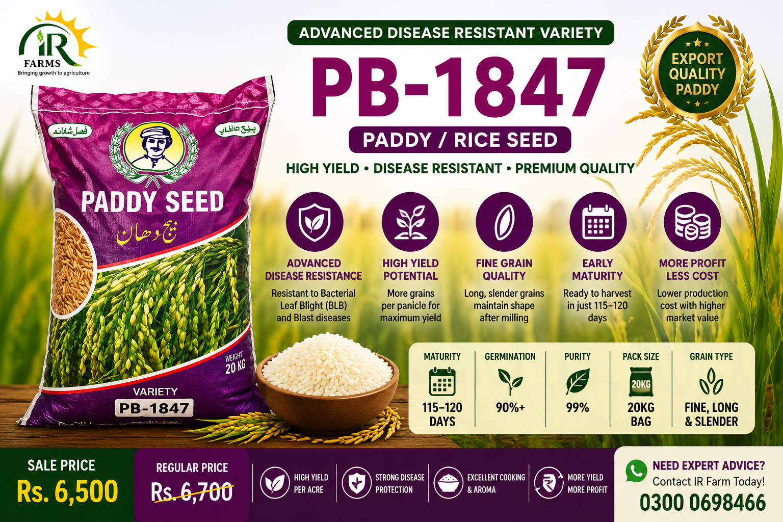 PB-1847 Paddy/Rice Seed – Uses, Benefits & Price in Pakistan