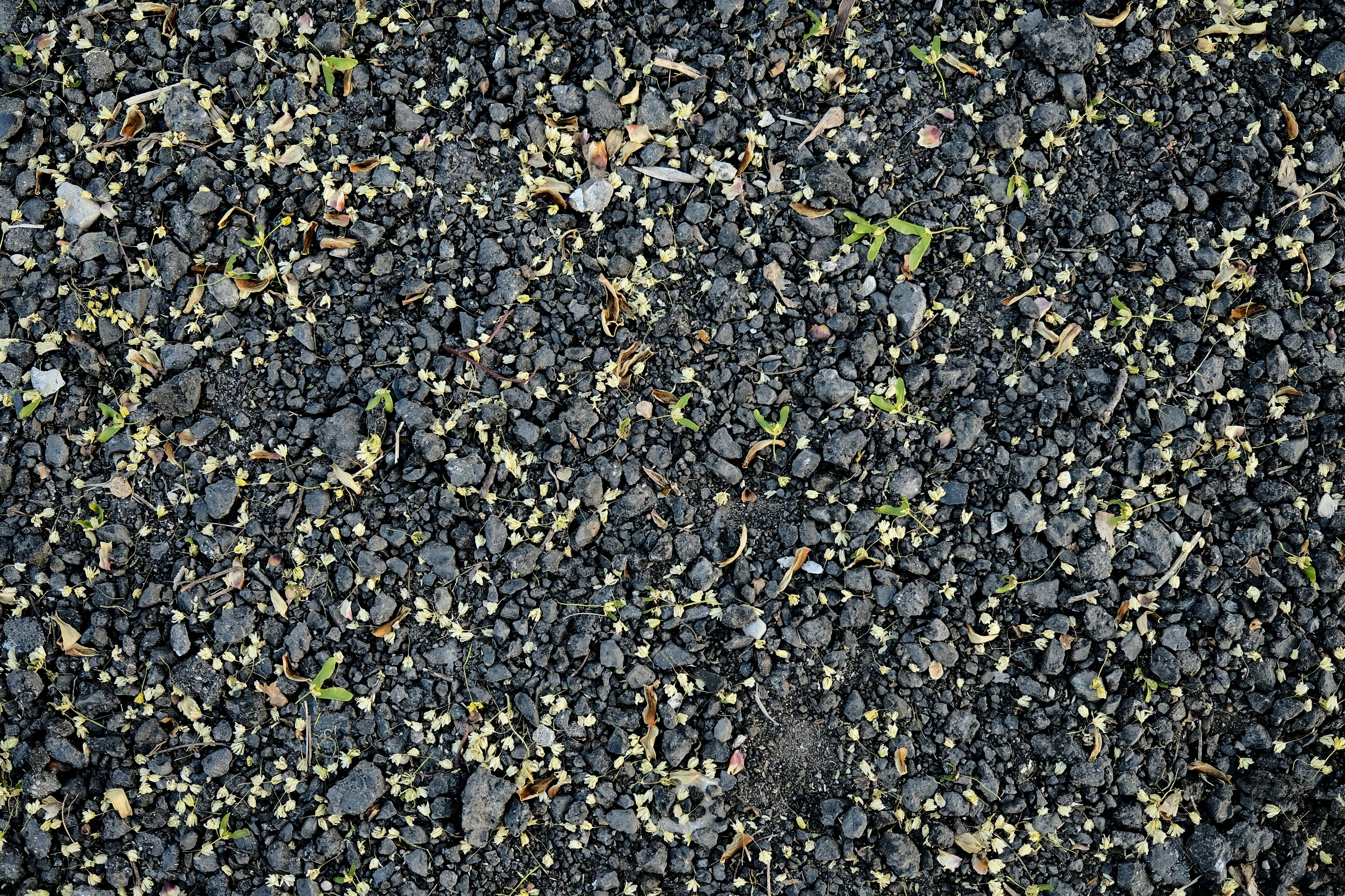 What Is Nitrophos Fertilizer and What Is Its Price in Pakistan?