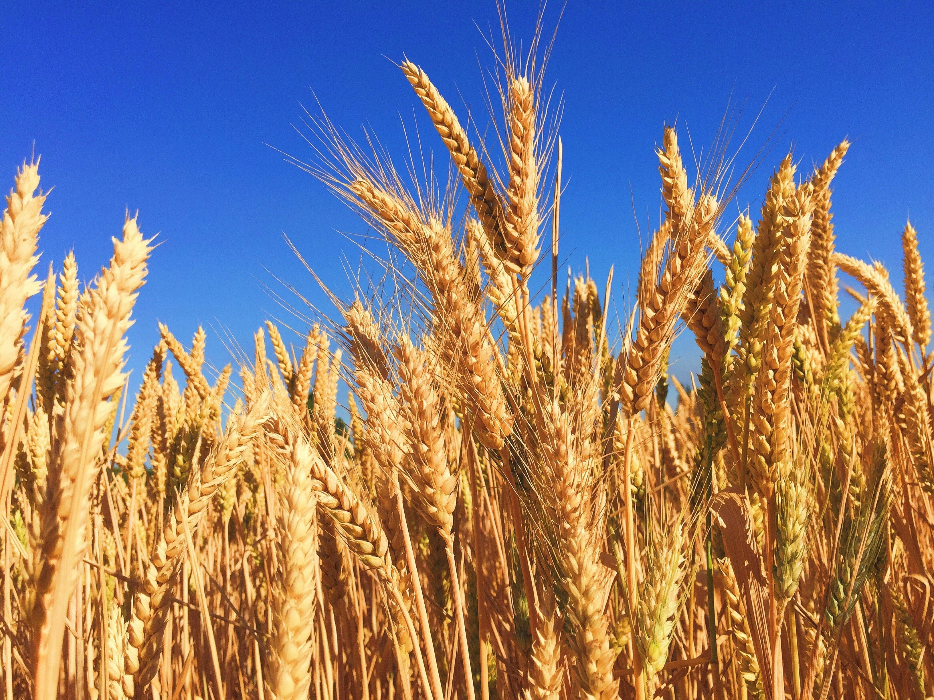 Why Is Wheat Rate Different in Punjab Compared to Other Provinces Today?