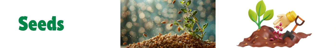 hybrid seeds, high quality seeds
