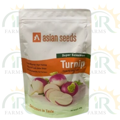 Turnip Purple Top White Globe Super Selection 400gm Asian Seeds IR Farm