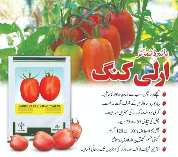 Hybrid F1 Early King Tomato Seeds From Millan Agro Seed