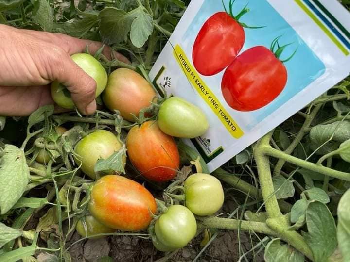 Hybrid F1 Early King Tomato Seeds From Millan Agro Seed