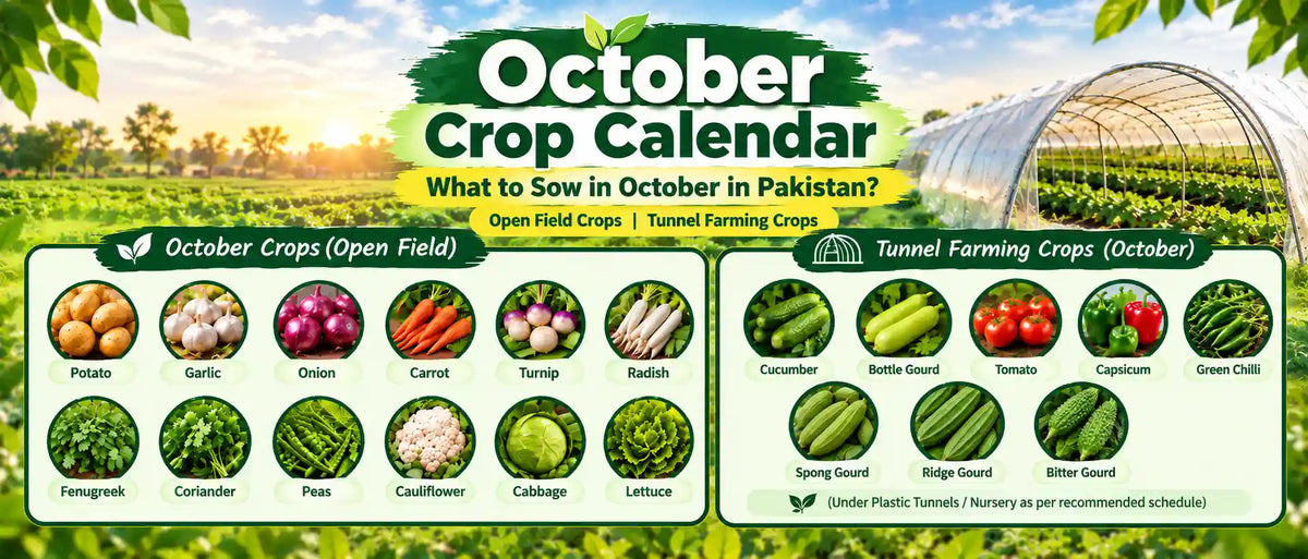 october crop calender irfarm