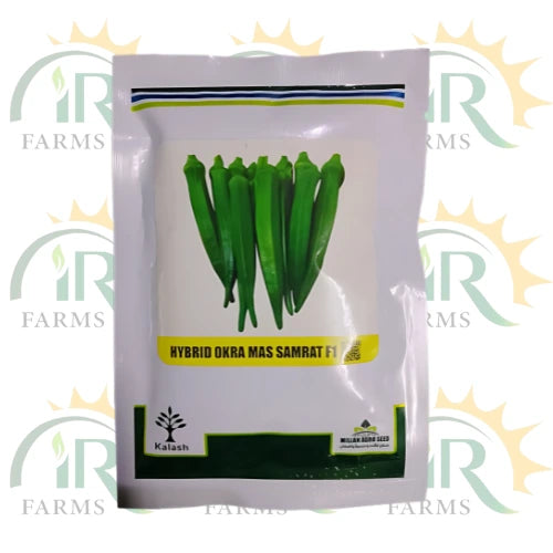 Samrat F1 Okra Seeds - 100g Premium Thailand Quality for High Yield