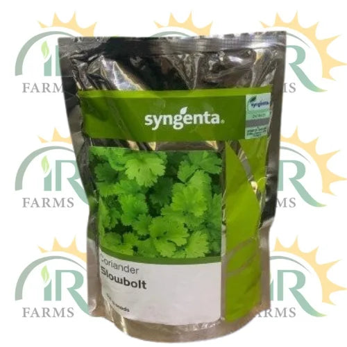 coriander slowbolt seed 500gm broad leafs syngenta dhaniya ka seed