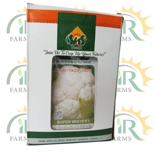 f1 hybrid cauliflower seeds super white f1 sns seeds 10g ir farm
