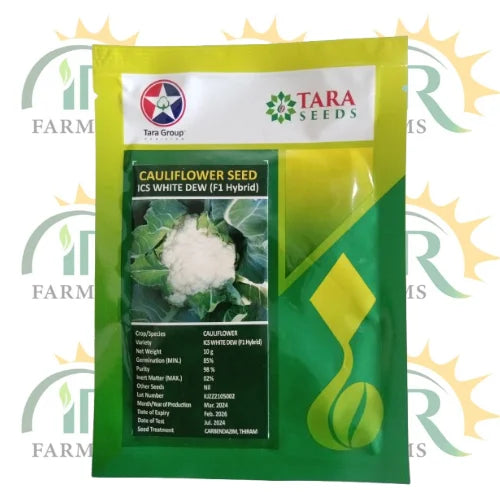ics white dew f1 hybrid cauliflower seed tara group