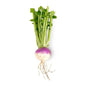 Shaljam (Turnip)