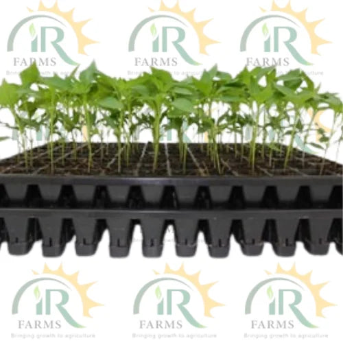 seedling tray for reliable and fast germination for healthy plants and strong roots