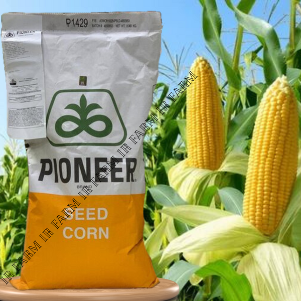 P1429 Hybrid Corn Seed