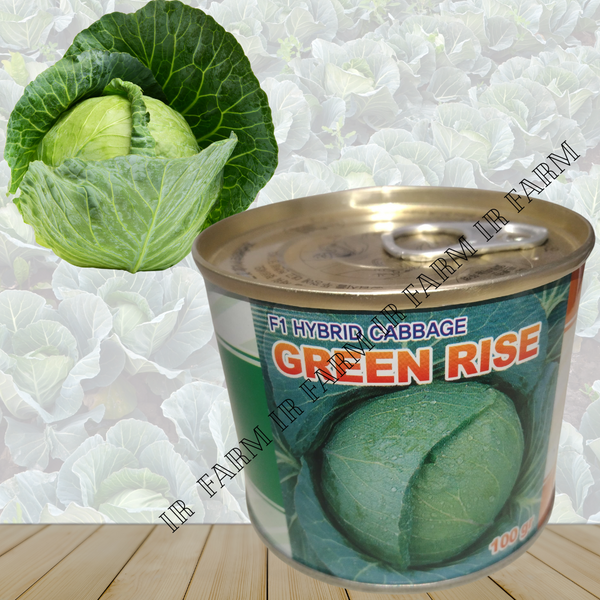 Hybrid Cabbage Green Rise