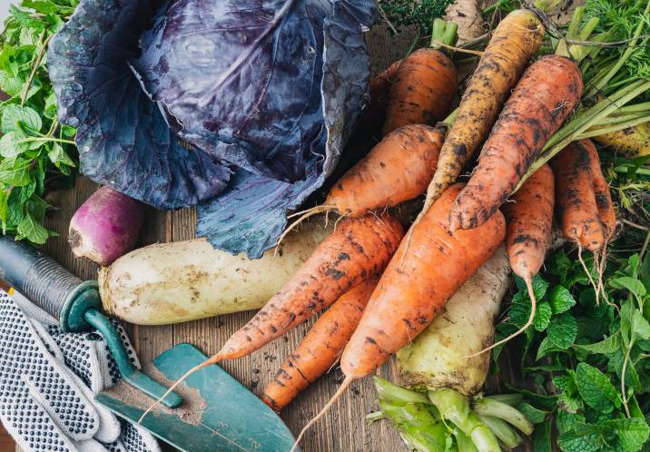 10 Most Profitable Vegetables to Grow in Pakistan