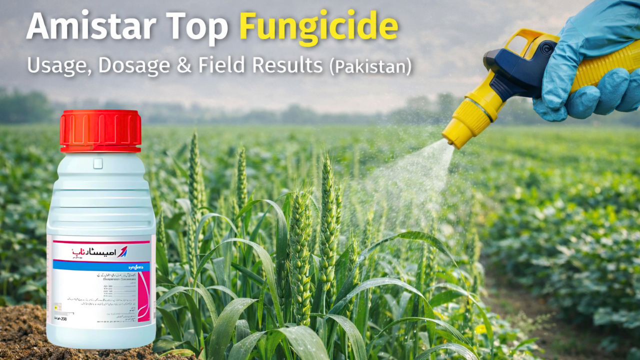 Amistar Top Fungicide — Usage, Dosage and Field Results (Pakistan)