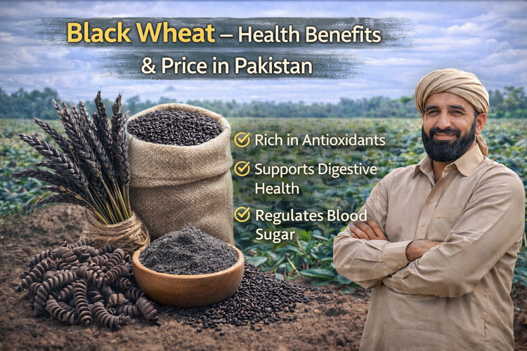 Black Wheat – Health Benefits and Price in Pakistan