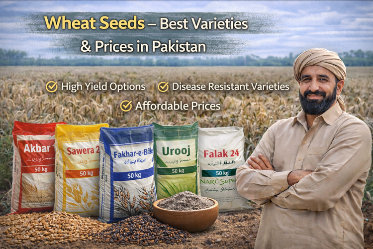 Wheat Seeds – Best Varieties and Prices in Pakistan