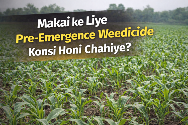 Makai ke Liye Pre-Emergence Weedicide Konsi Honi Chahiye?