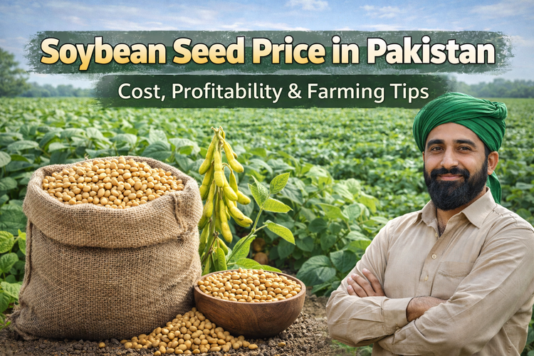 What Is Soybean Seed Price in Pakistan and Is It Profitable to Grow?