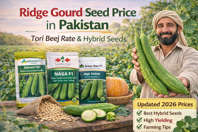 Ridge Gourd Seed Price in Pakistan - Tori Beej Rate & Hybrid Seeds