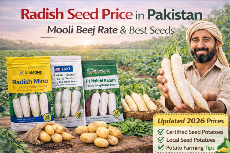 Radish Seed Price in Pakistan – Mooli Beej Rate &amp; Best Seeds