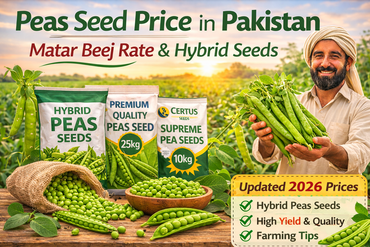 Peas Seed Price in Pakistan – Matar Beej Rate &amp; Hybrid Seeds