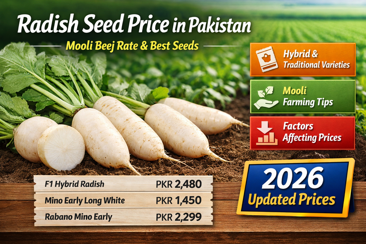 Radish Seed Price in Pakistan – Mooli Beej Rate and Best Seeds