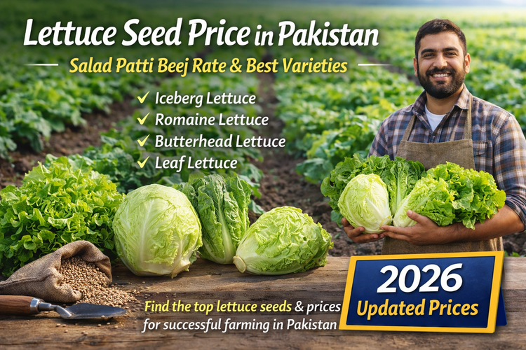 Lettuce Seed Price in Pakistan – Salad Patti Beej Rate and Best Varieties
