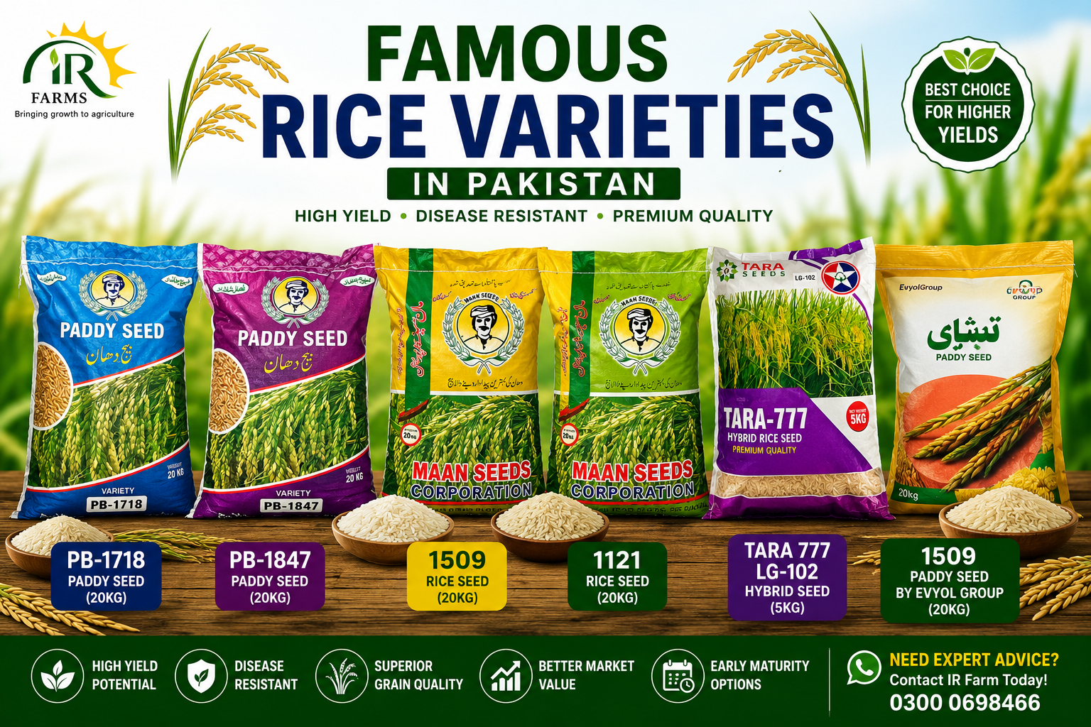Famous Rice Varieties in Pakistan