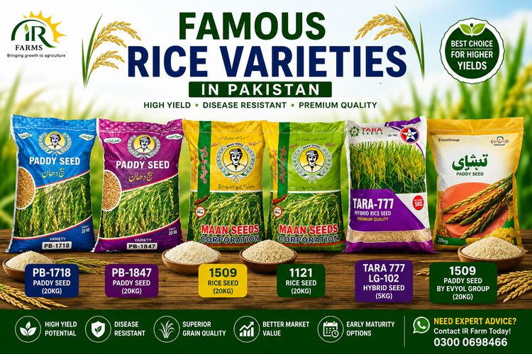 Famous Rice Varieties in Pakistan