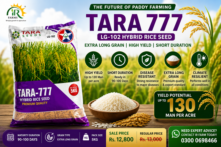 Tara 777 LG-102 Hybrid Rice Seed – Uses, Benefits &amp; Price in Pakistan