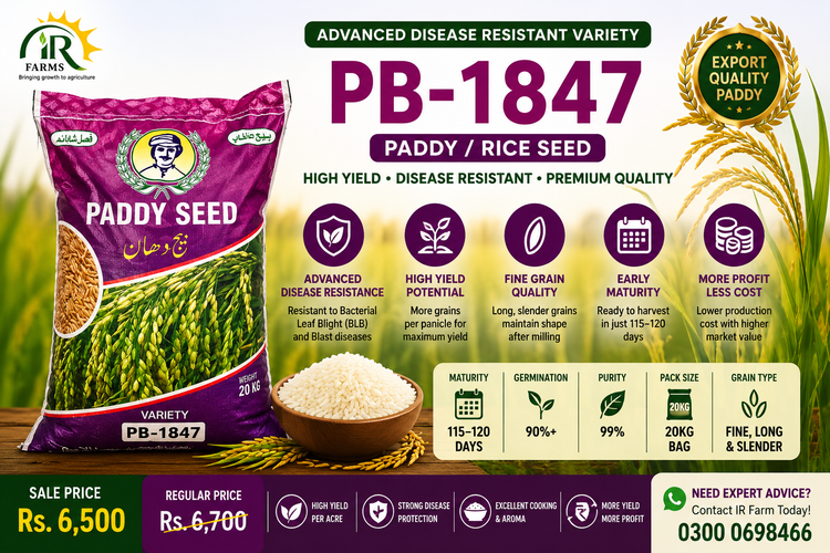 PB-1847 Paddy/Rice Seed – Uses, Benefits &amp; Price in Pakistan