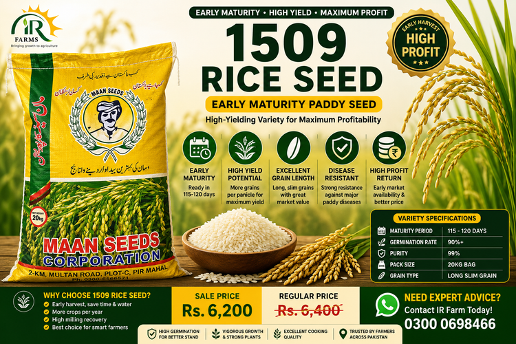 1509 Rice Seed 20kg