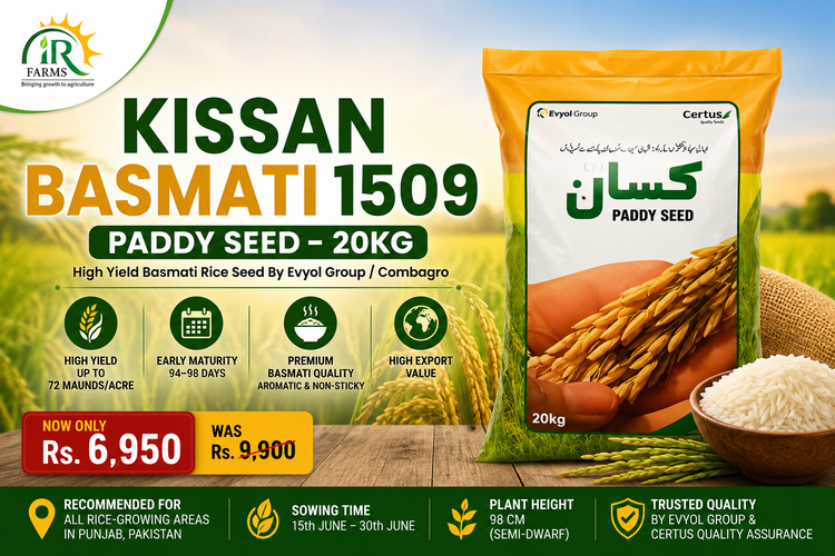 Kissan Basmati 1509 Paddy Seed By Evyol Group