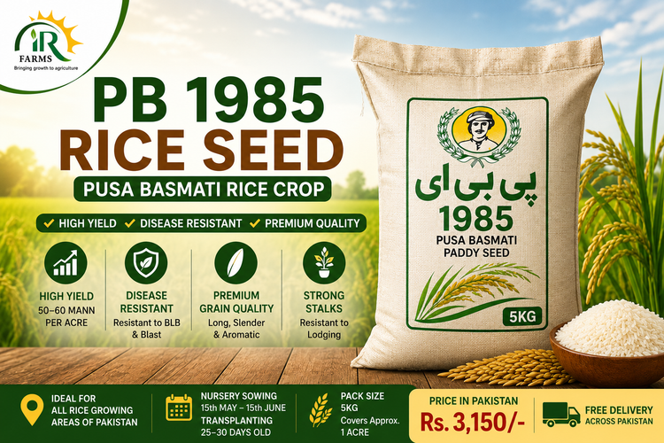 PB 1985 5kg Rice Seed Paddy Seed