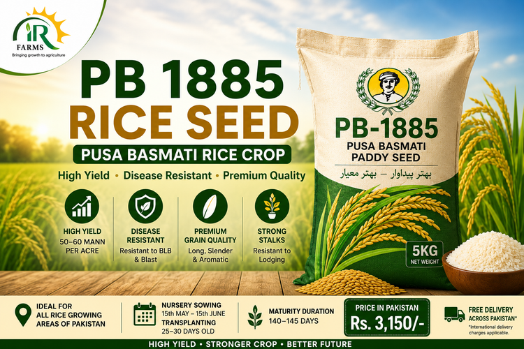 PB 1885 5kg Rice Seed Paddy Seed Pusa Basmati Rice Crop – Uses, Benefits &amp; Price in Pakistan
