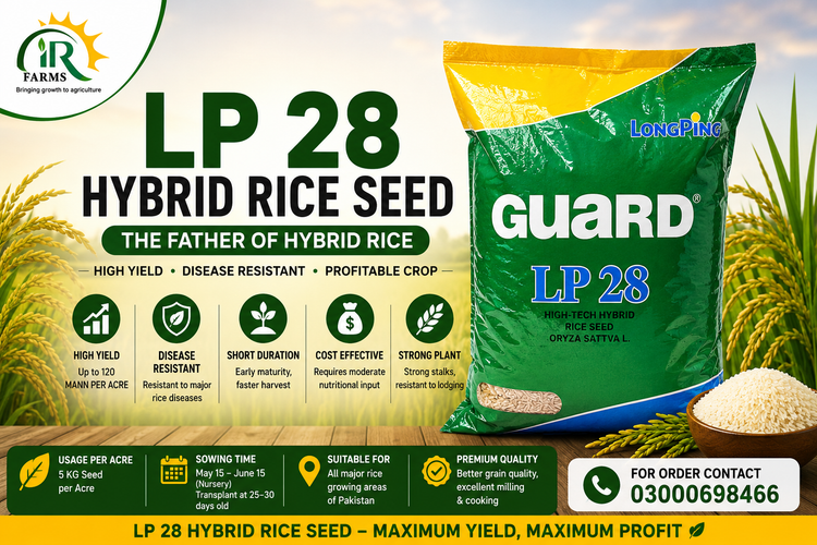 Lp 28 Hybrid Rice Seed