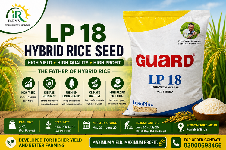 Lp 18 Hybrid Rice Seed 
