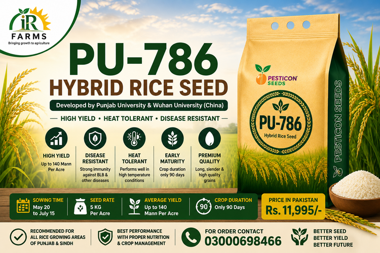 PU-786 5KG Hybrid Rice Seed