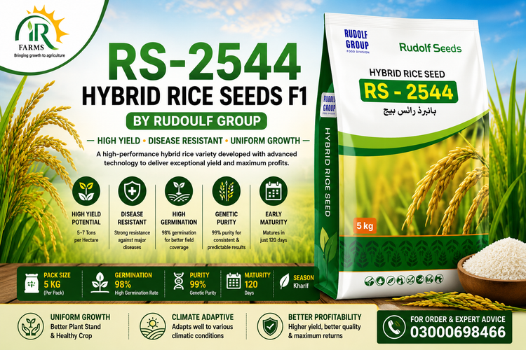 RS-2544 Hybrid Rice Seeds F1 5kg