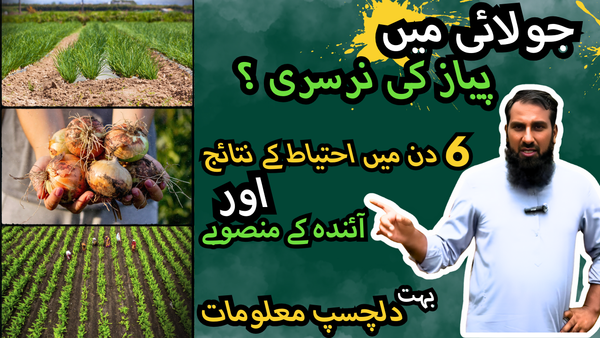 Garlic-Cultivation-Your-Guide-to-Success-لہسن-کی-کاشت-کامیاب-پیداوار-کی-گائیڈ IR Farm