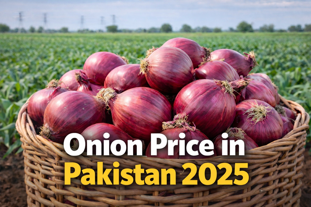 Is Saal Pyaz Ka Rate Kya Rahega? Onion Price in Pakistan 2025 – IR Farm ...
