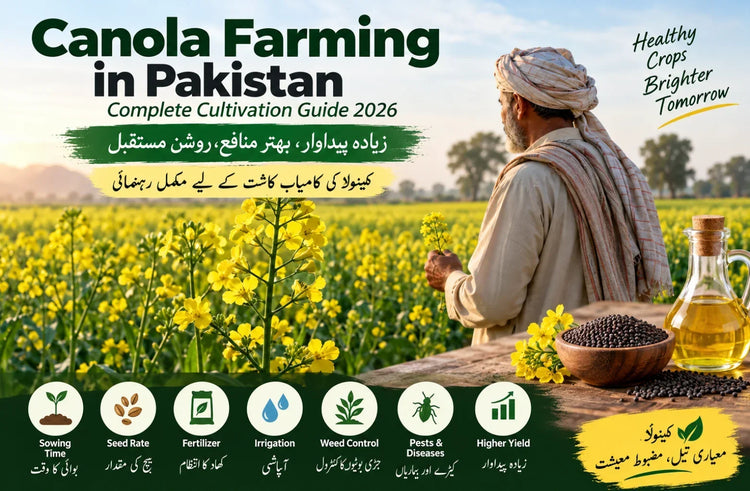 Canola Farming Guide