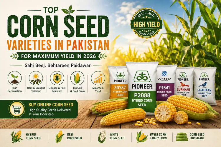 corn varieties banner