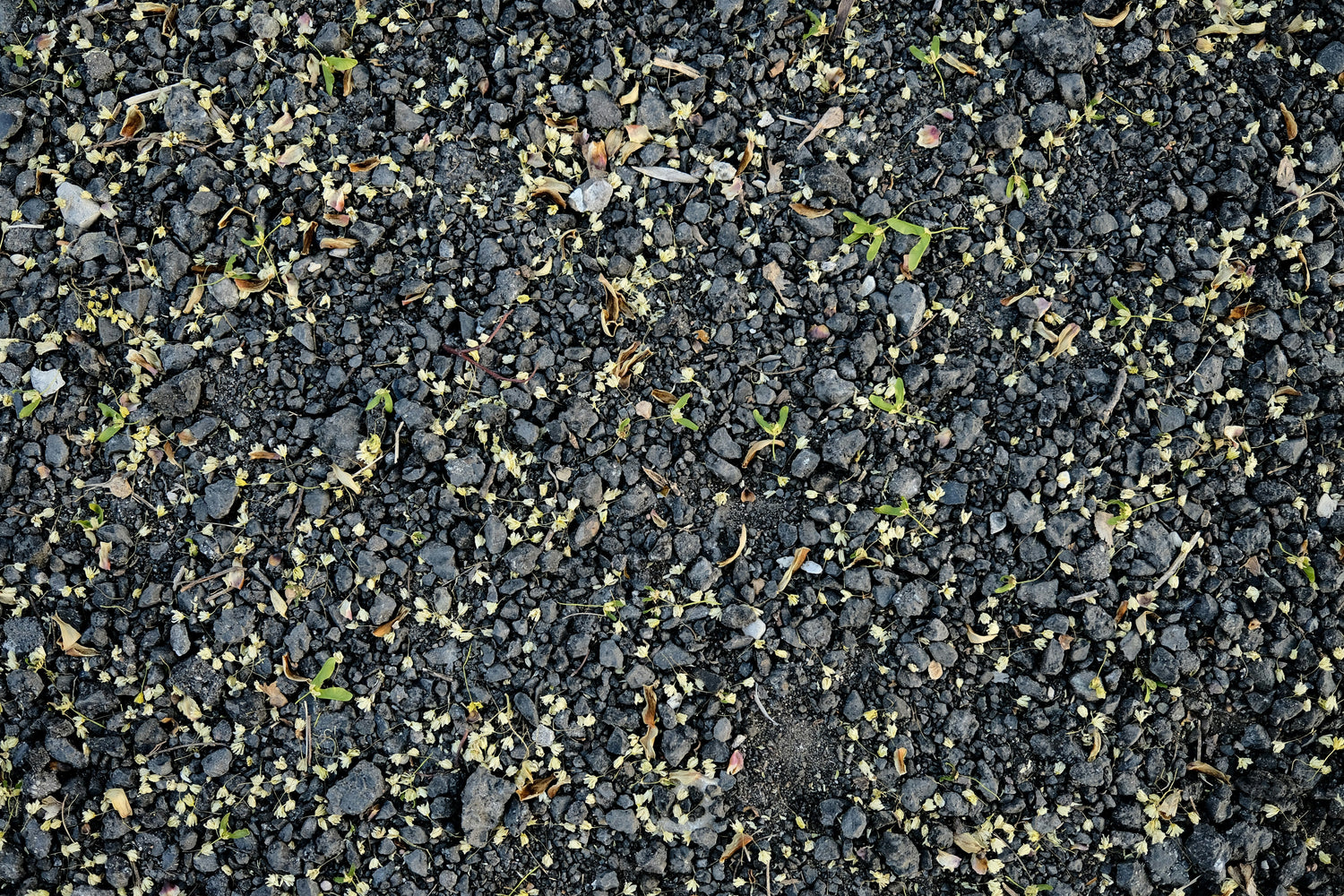 What Is Nitrophos Fertilizer and What Is Its Price in Pakistan?