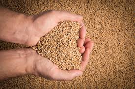 Current Wheat Price in Pakistan Today - Daily Trends and Insights