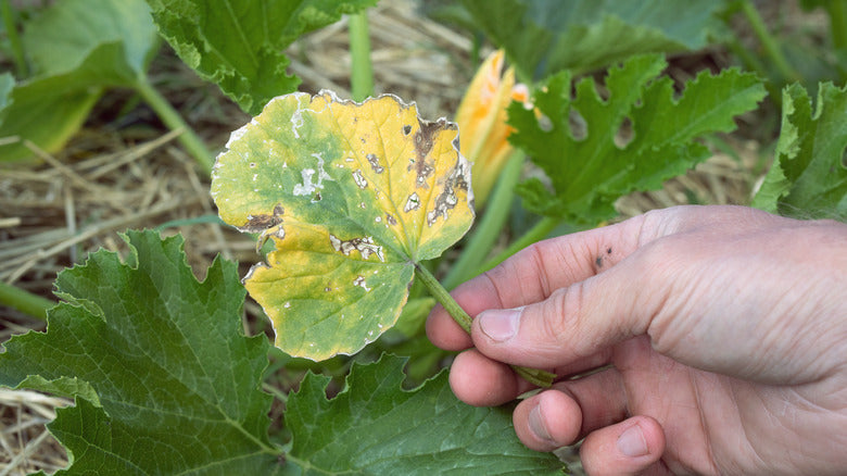 Why Do Yellow Spots Appear on Crop Leaves?