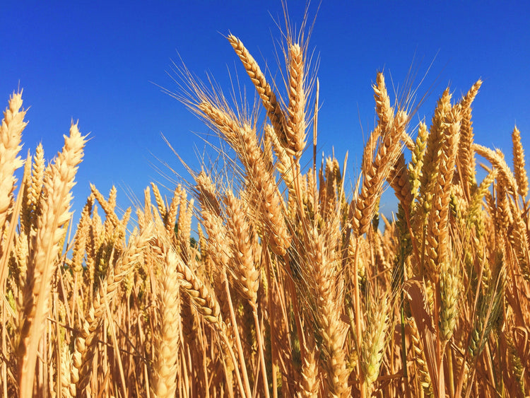 Why Is Wheat Rate Different in Punjab Compared to Other Provinces Today?