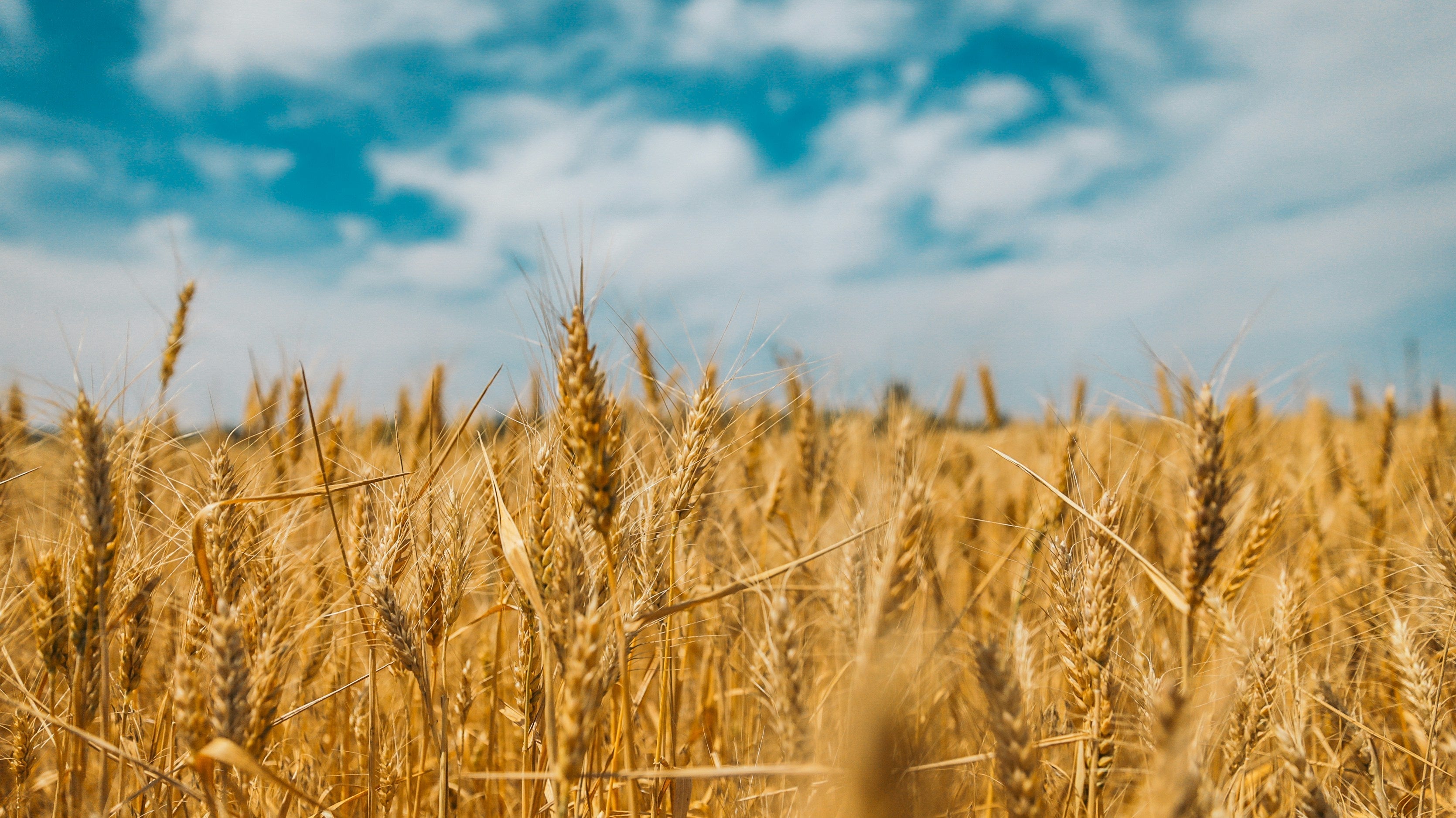How Much Is 40 Kg Wheat Price in Pakistan and Is It Profitable to Sell Now?
