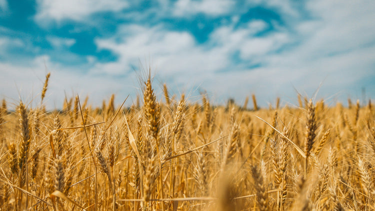 How Much Is 40 Kg Wheat Price in Pakistan and Is It Profitable to Sell Now?