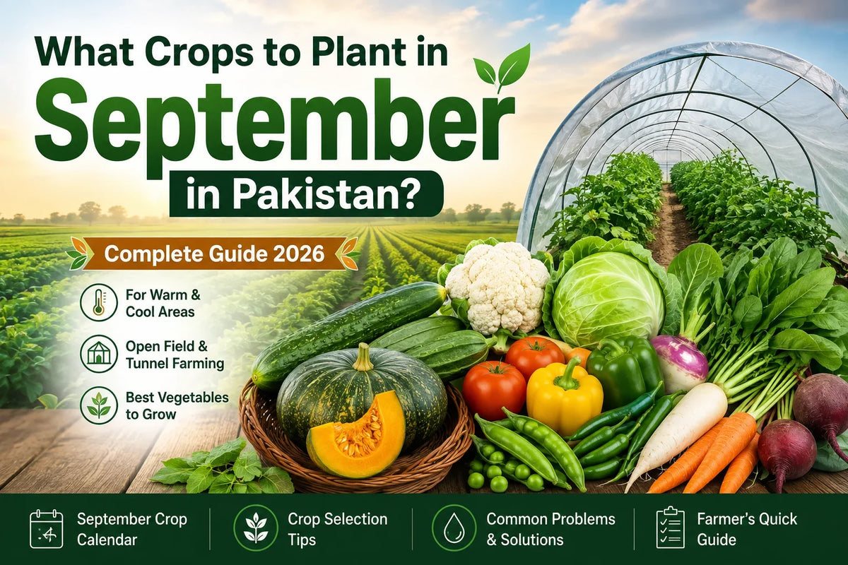 What Crops to Plant in September in Pakistan? Complete Guide 2026